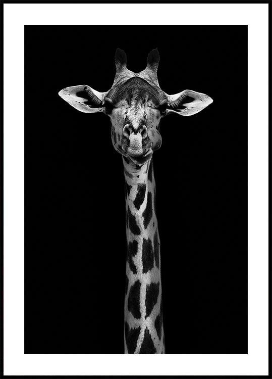 Poster con ritratto di giraffa