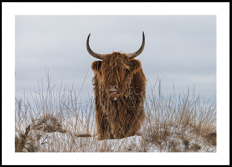 Poster di Highlander nella neve