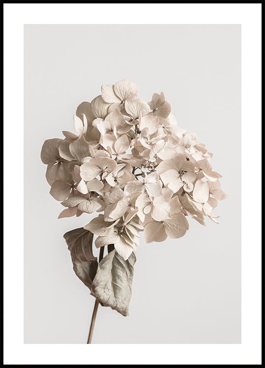 Poster di fiori secchi beige
