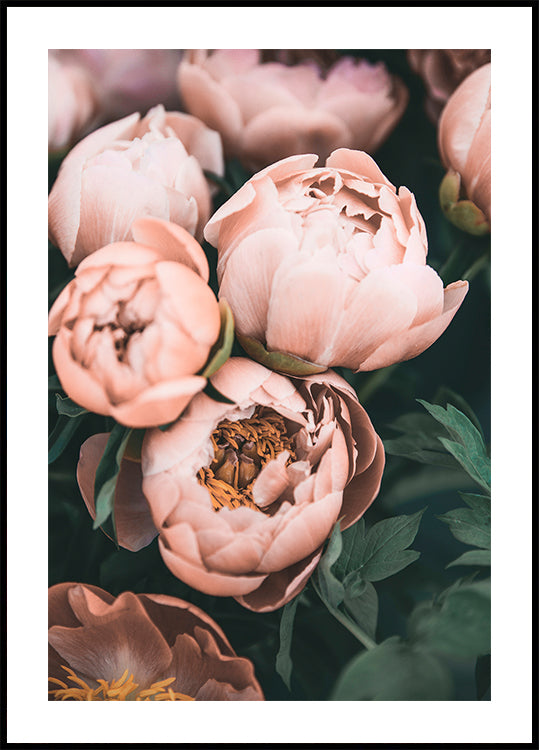 Peonie coralline