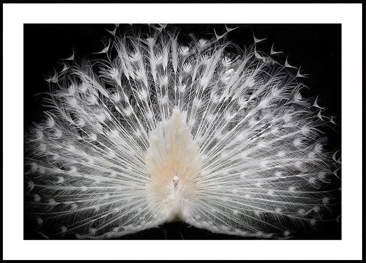 bianco e nero, poster