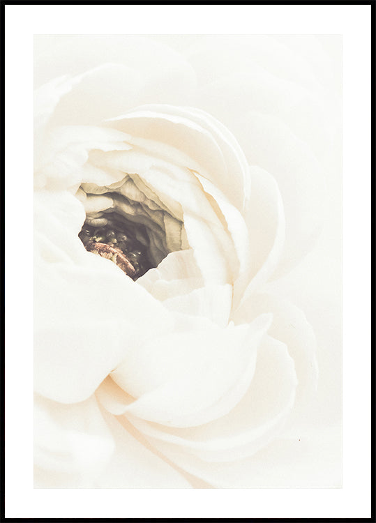 Poster Fiore bianco n. 1