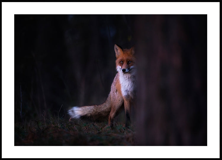 Sguardi