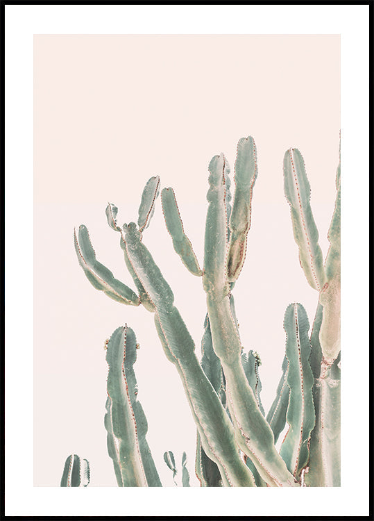 Cactus dell'alba