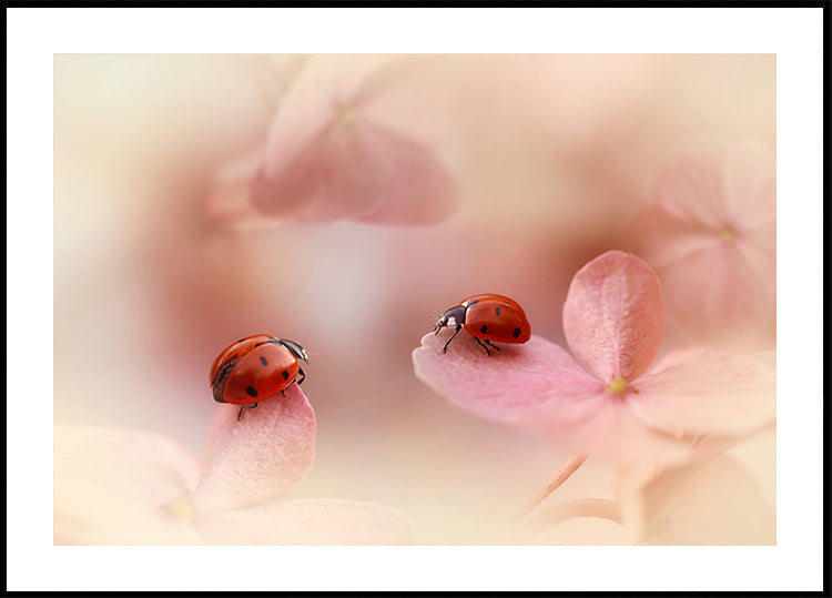 Coccinelle sull'ortensia rosa.