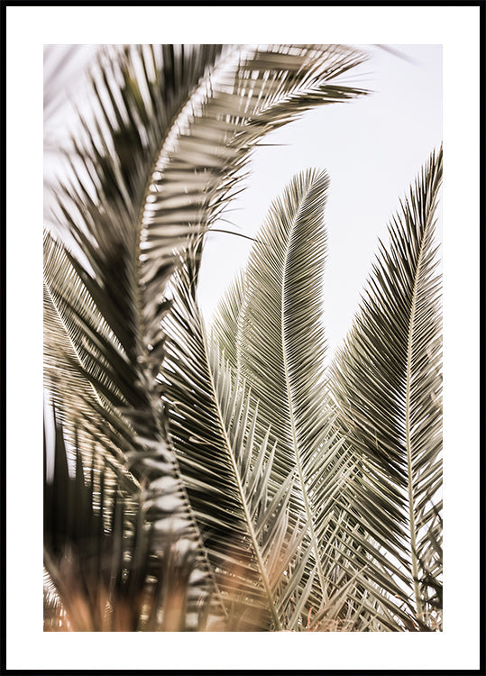Sussurri di palme