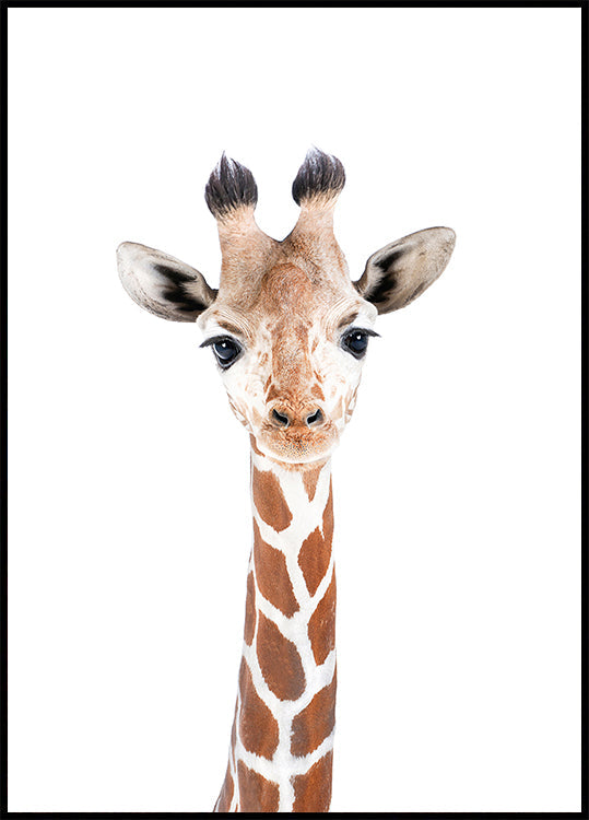 Poster di giraffa per bambini
