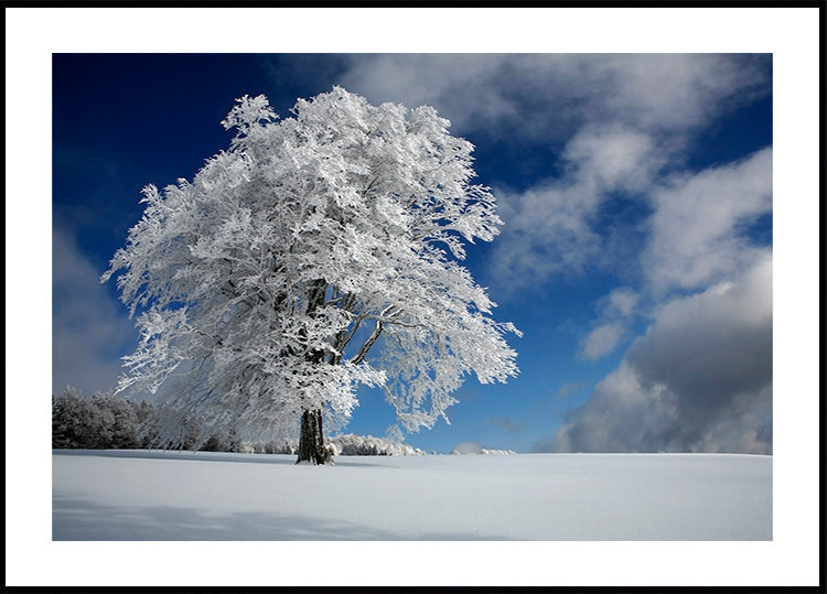 Windbuche bianco nella Foresta Nera