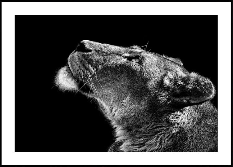 Poster Alzando lo sguardo