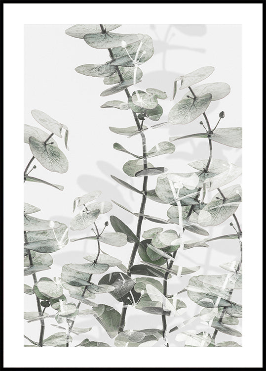 Poster di eucalipto n.3