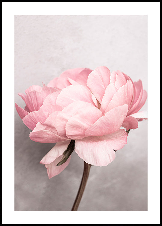 Peonia