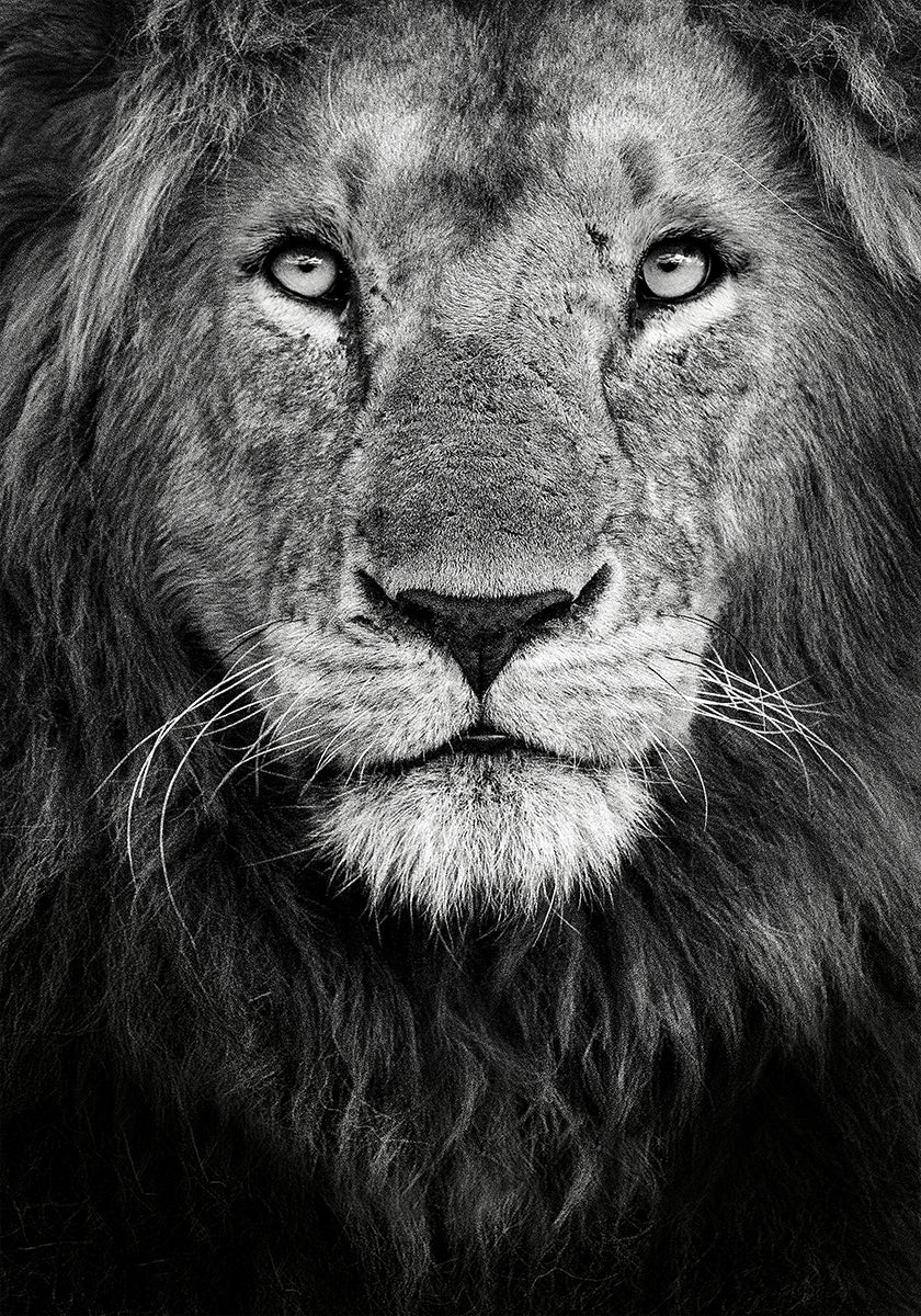 Poster con ritratto reale