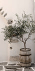 a small olive tree in a wooden barrel