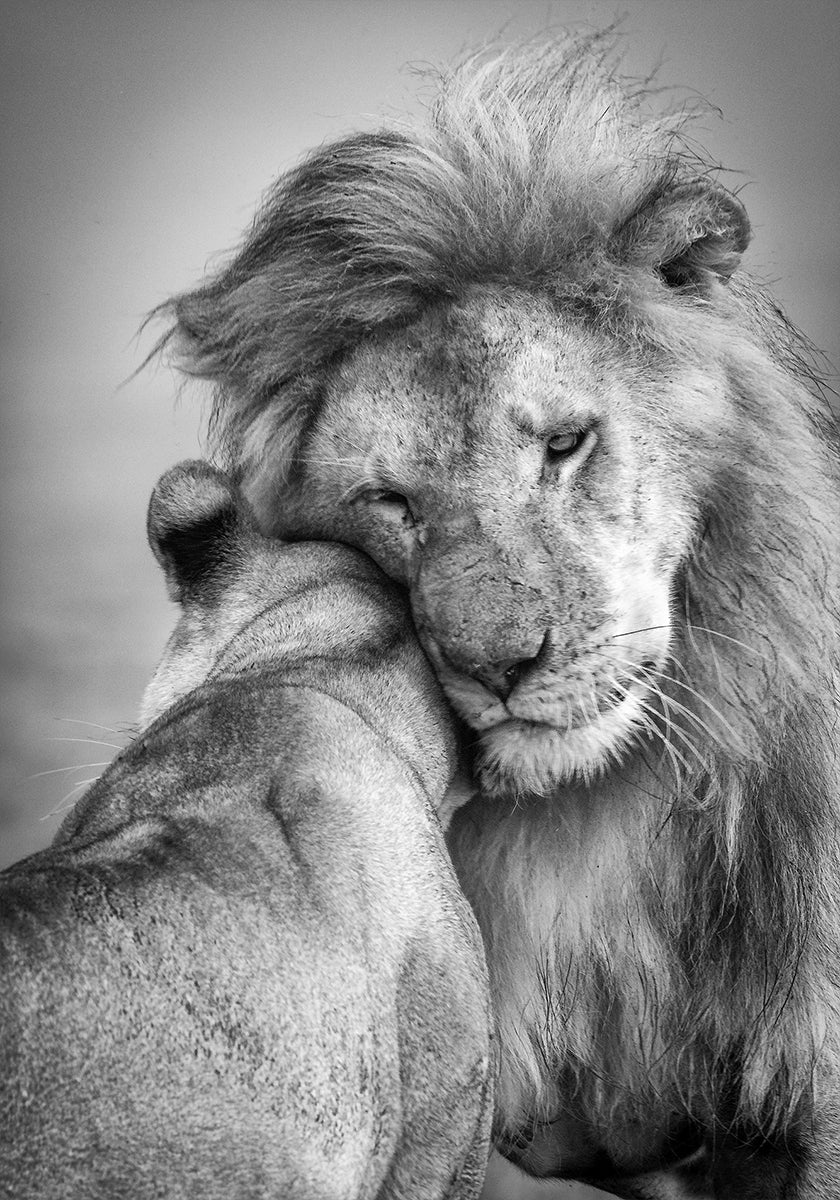 Amore africano! Poster