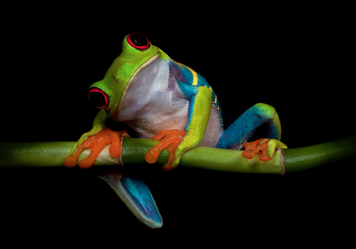 Manifesto della curiosità