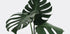 Monstera Plant №1 Plakat - Posterbox.dk