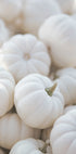 Small White Pumpkins Plakat - Posterbox.dk