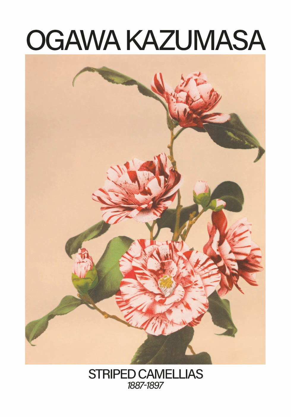 Striped Camellias Print, Ogawa Kazumasa Plakat - Posterbox.dk