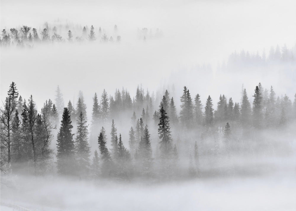 Foresta nebbiosa