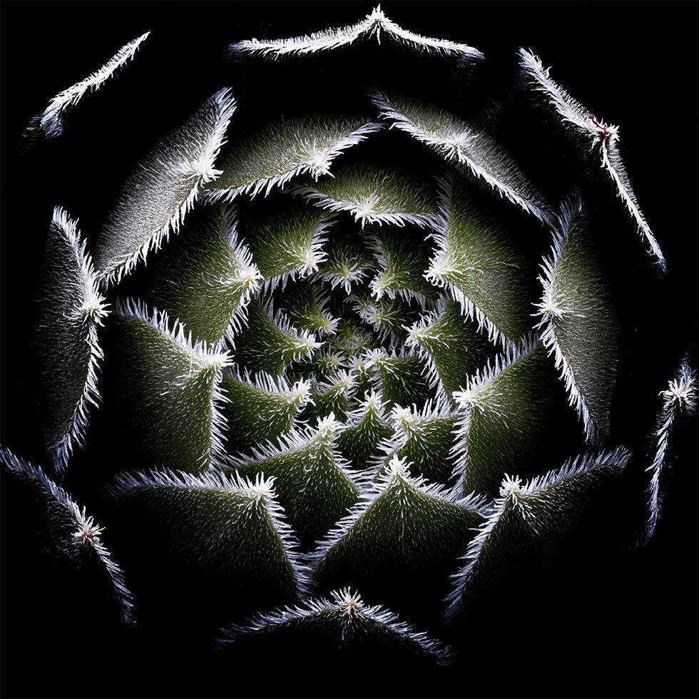 Poster della rosetta Sempervivum