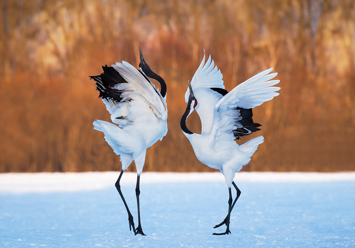 La danza dell'amore Poster