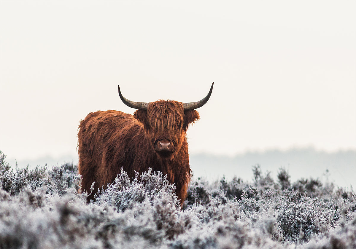 Manifesto dell'Highlander