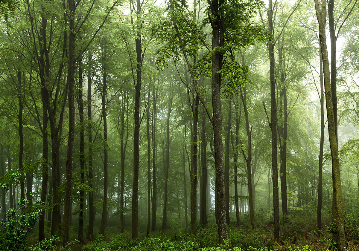 Foresta...