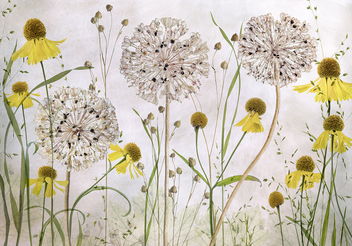 Poster di Allium ed Helenium