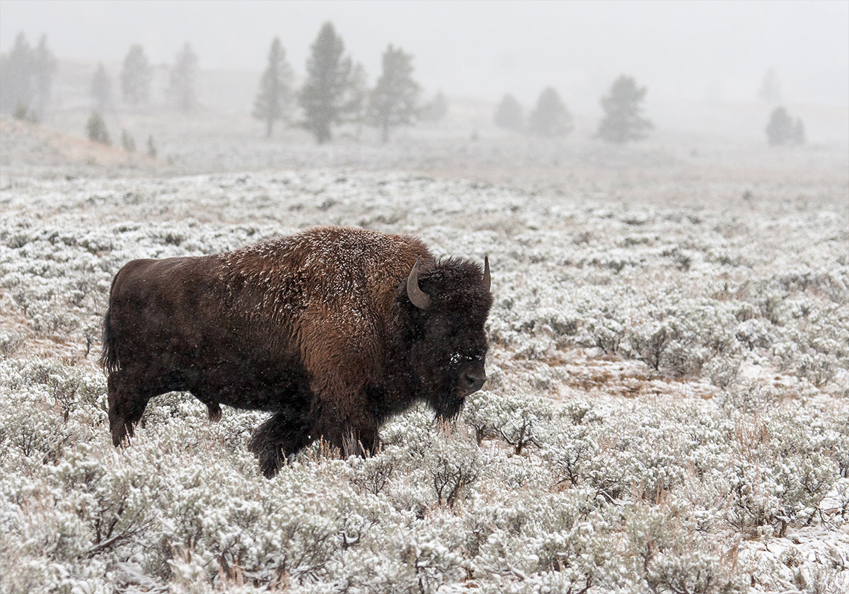 Tardo autunno Yellowstone