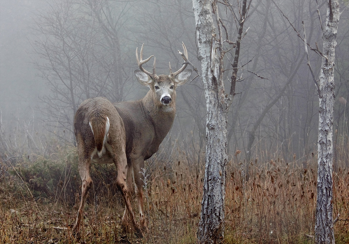 Poster di Buck dalla coda bianca - Nella nebbia autunnale