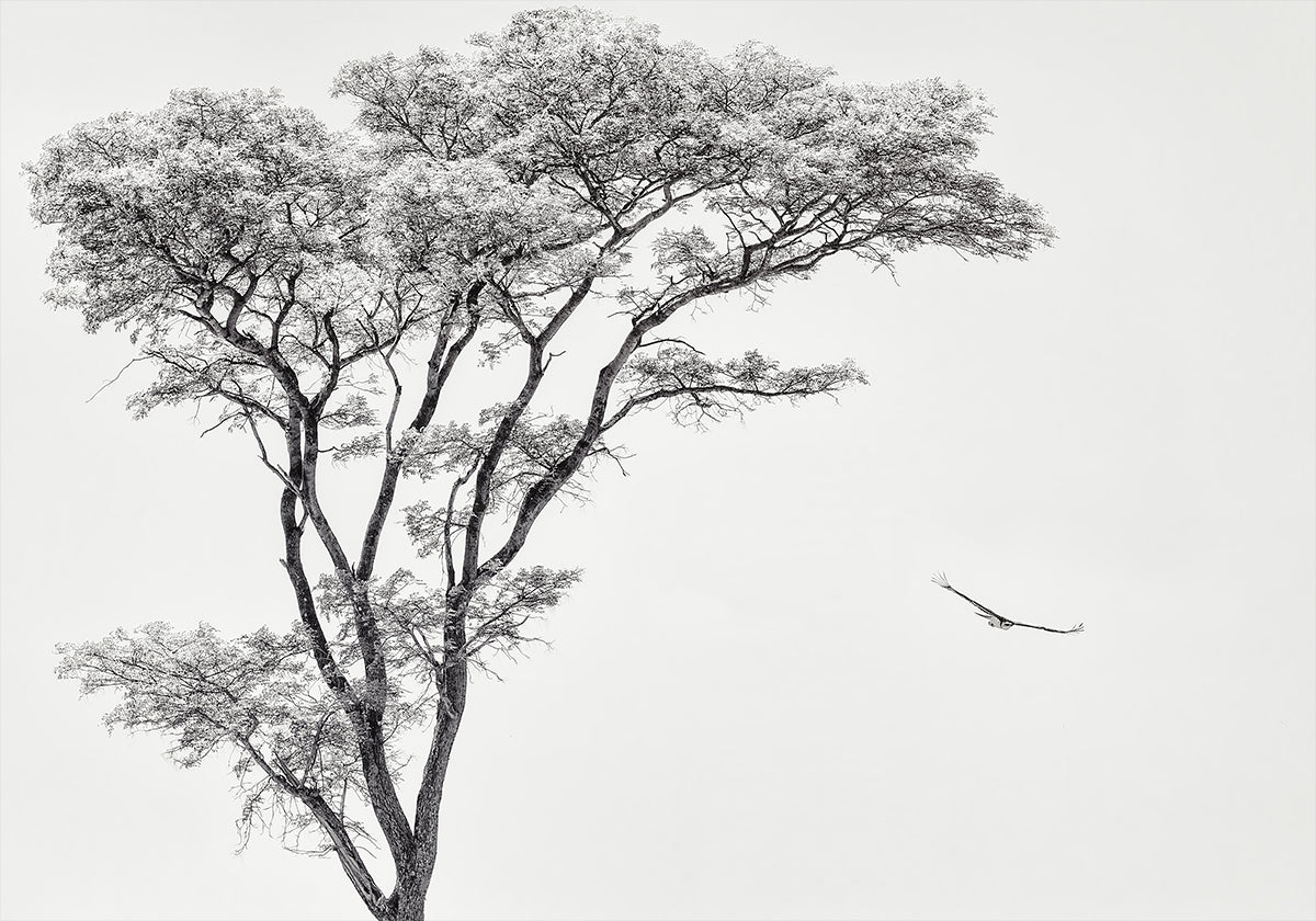 il poster dell'aquila africana