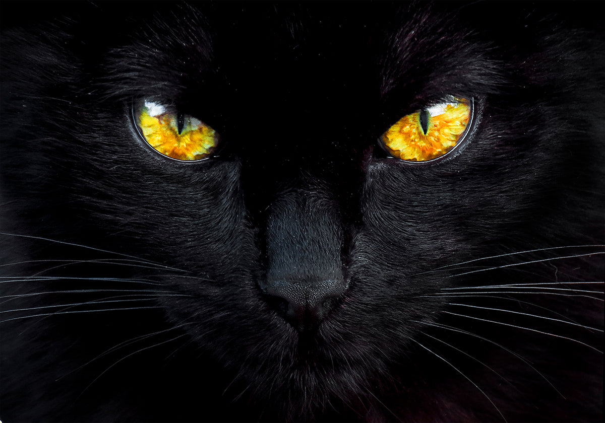 L'ipnotizzatore della notte