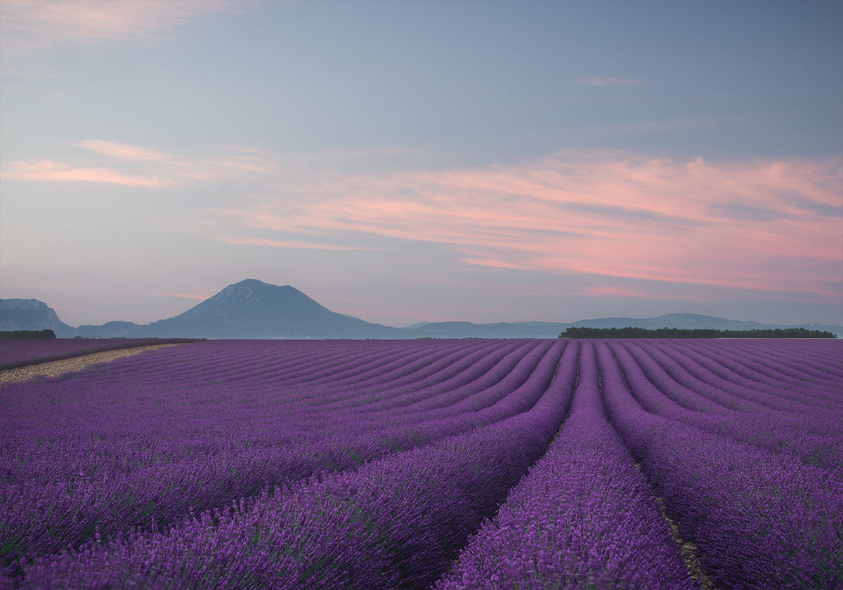 Campo di lavanda