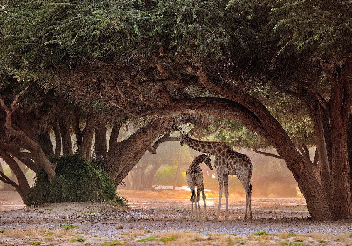 Giraffa - Namibia