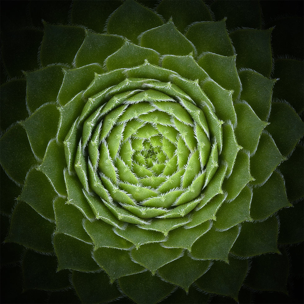 Manifesto succulento