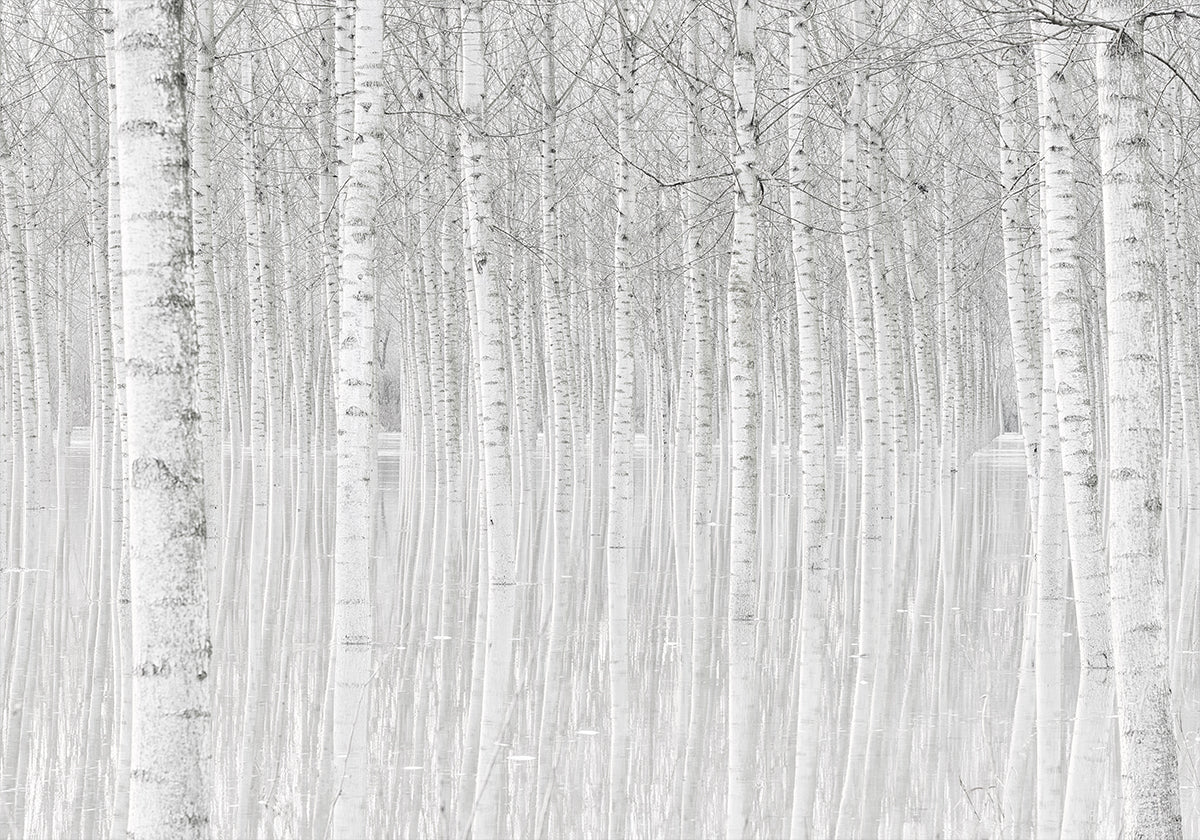 Alberi