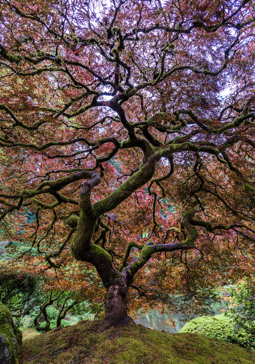 Albero di acero giapponese