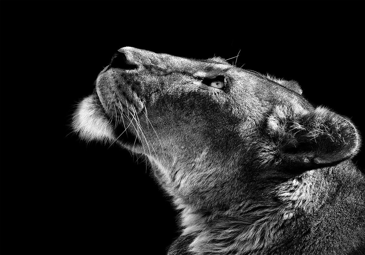 Poster Alzando lo sguardo