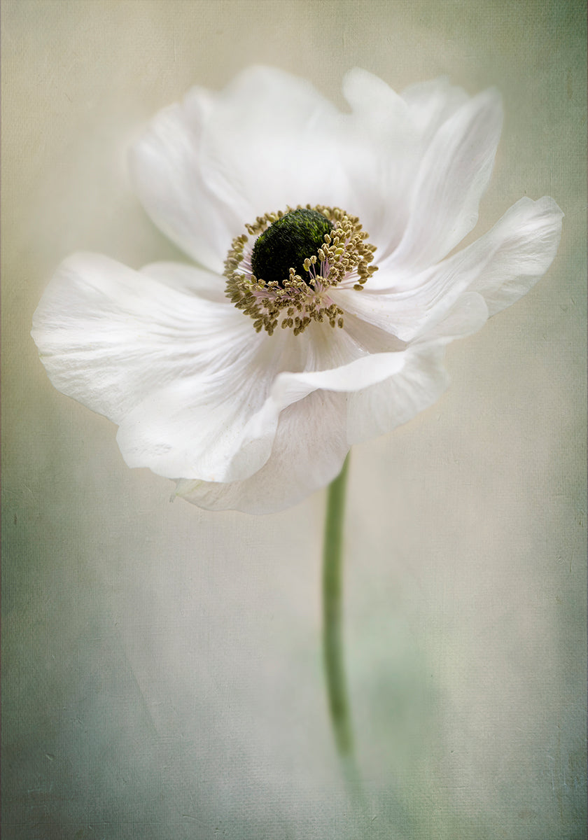 Singolo bianco