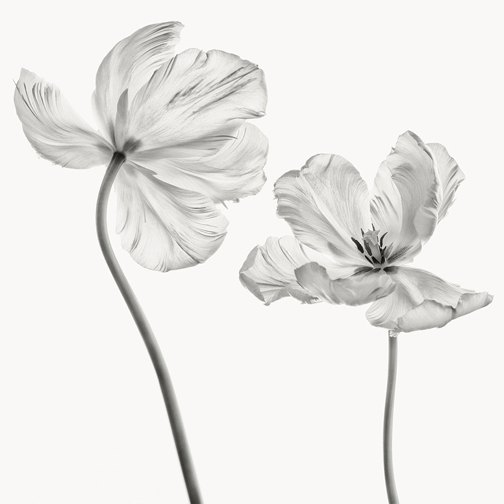 Stesso poster del tulipano