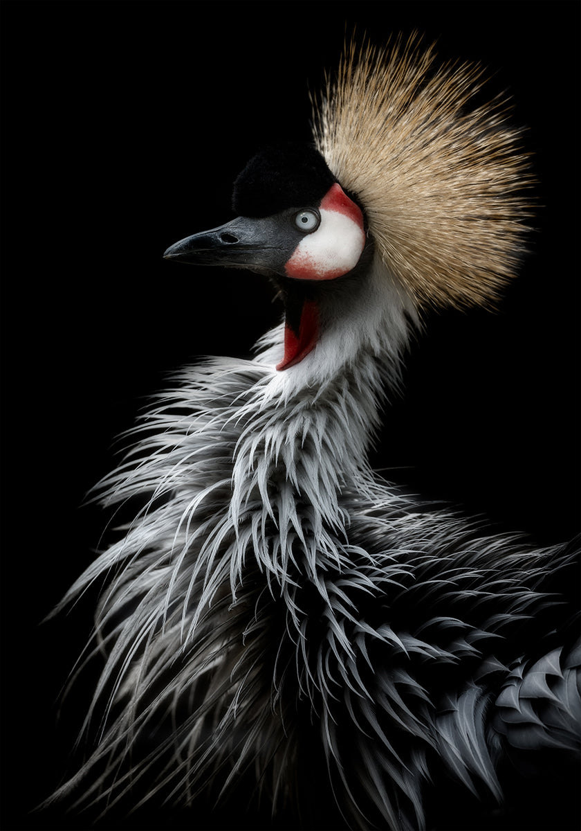 Ritratto della gru coronata