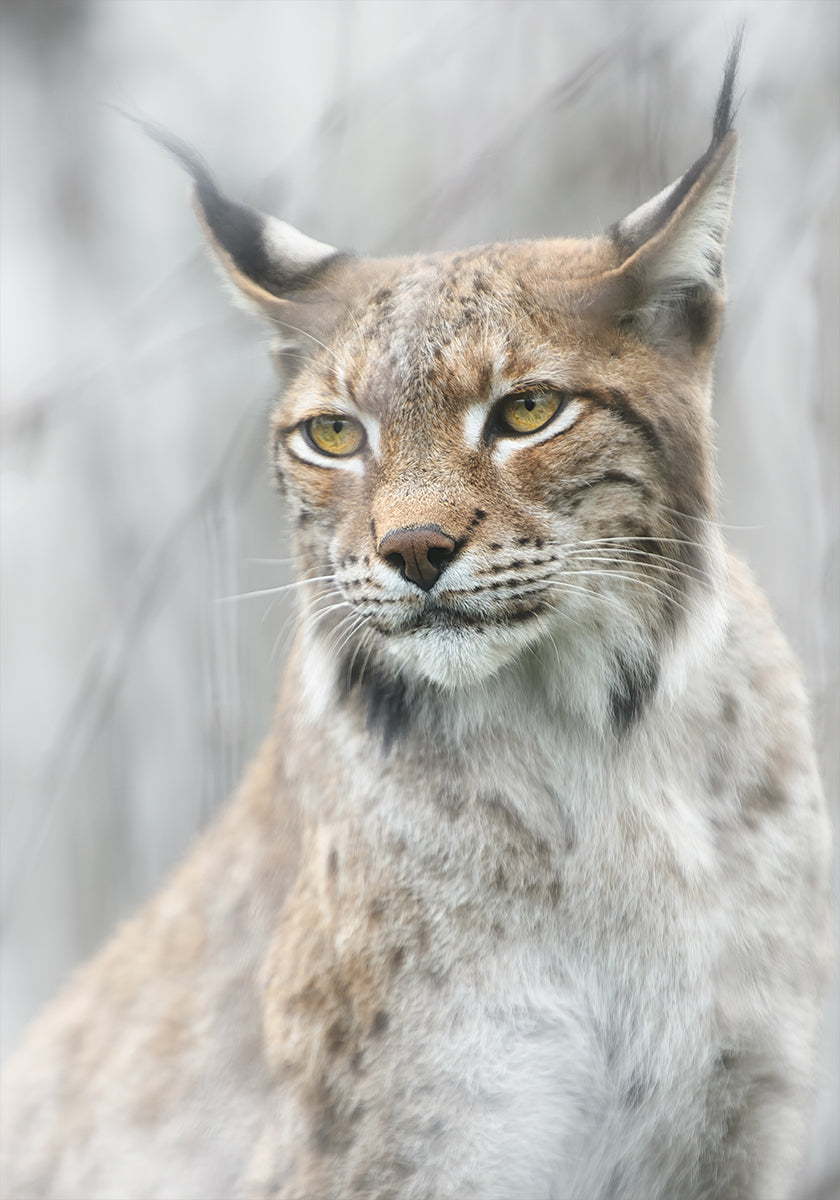 Poster Ritratto di lince nella nebbia