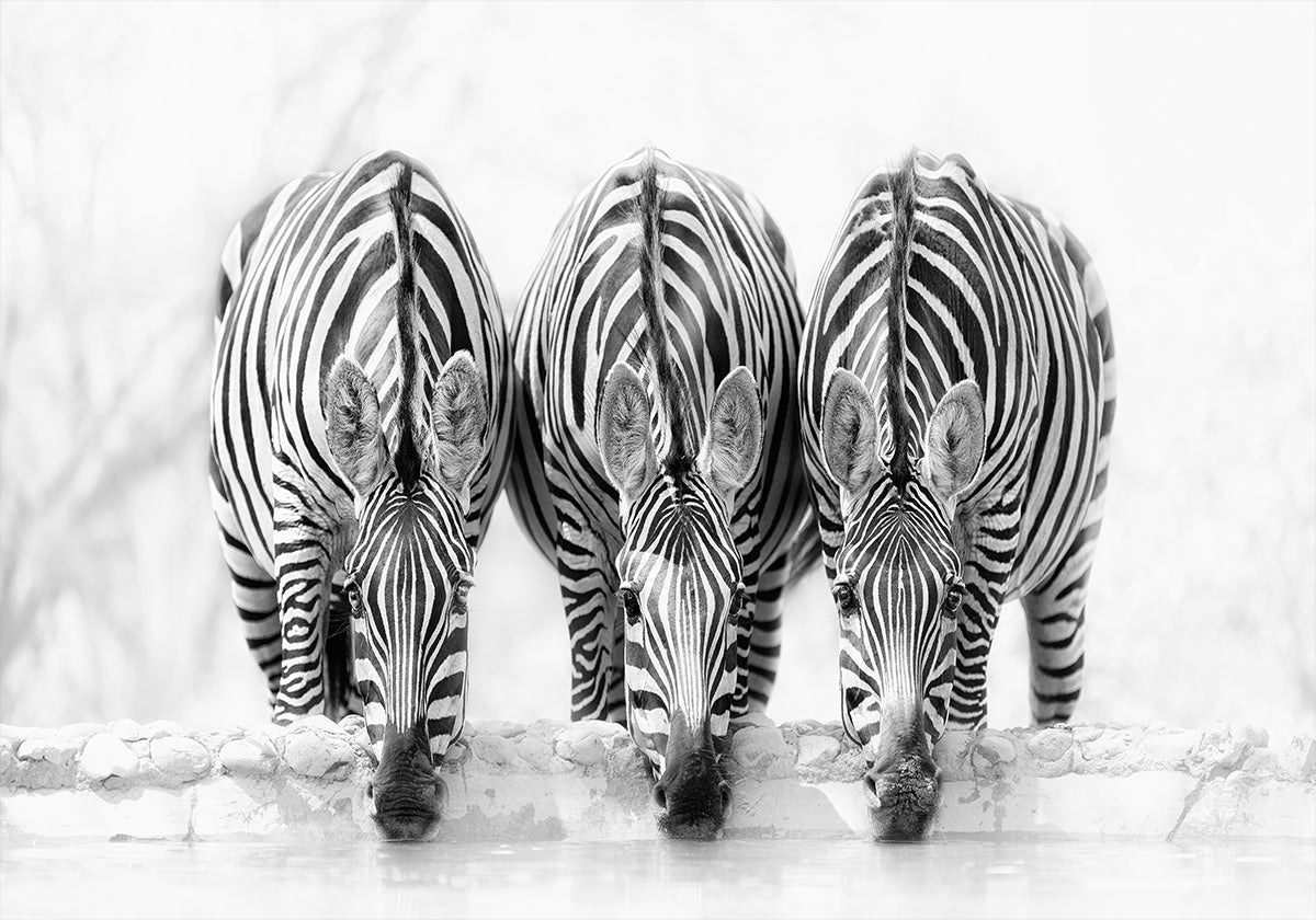 Il manifesto di Zebra