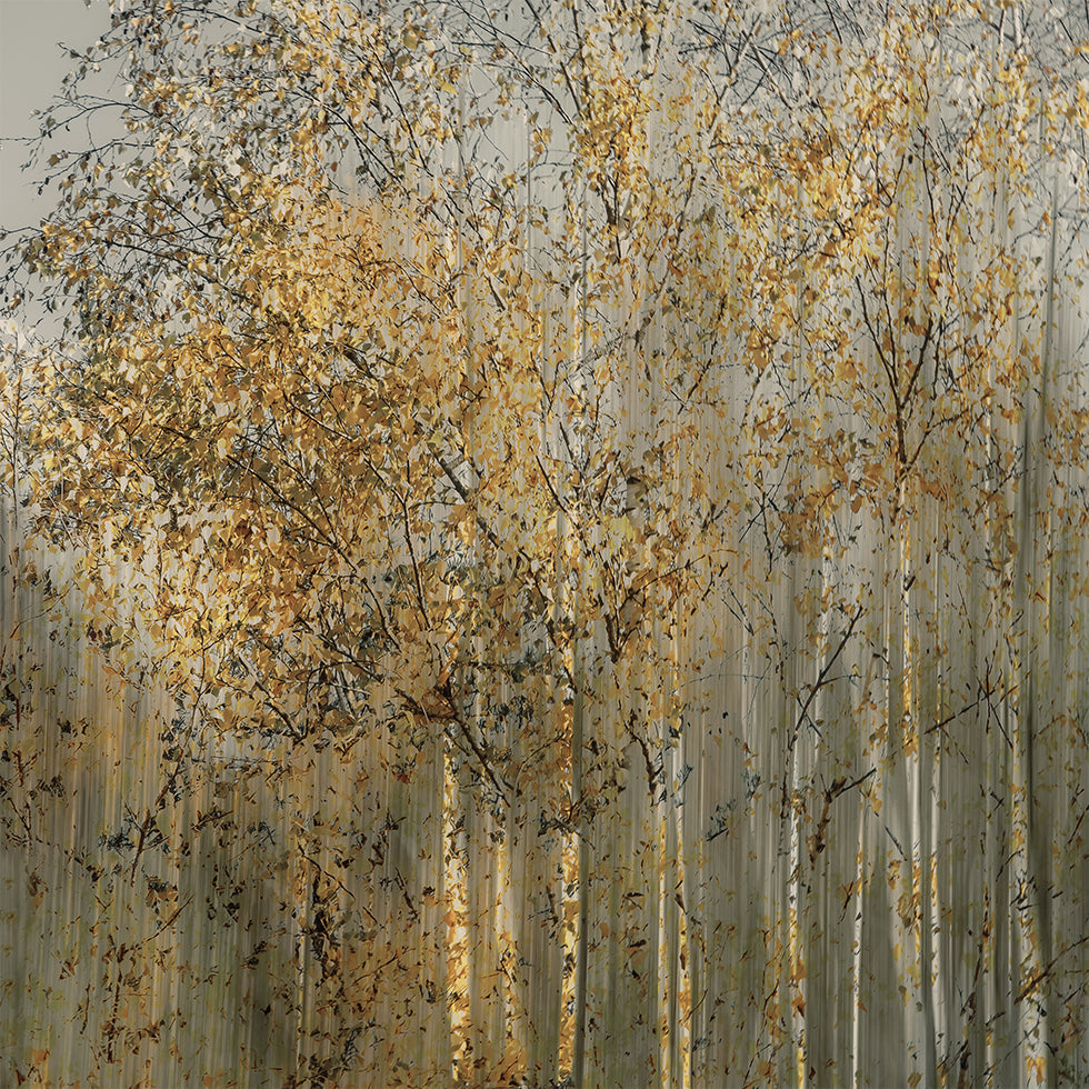 Poster con impressione di betulla