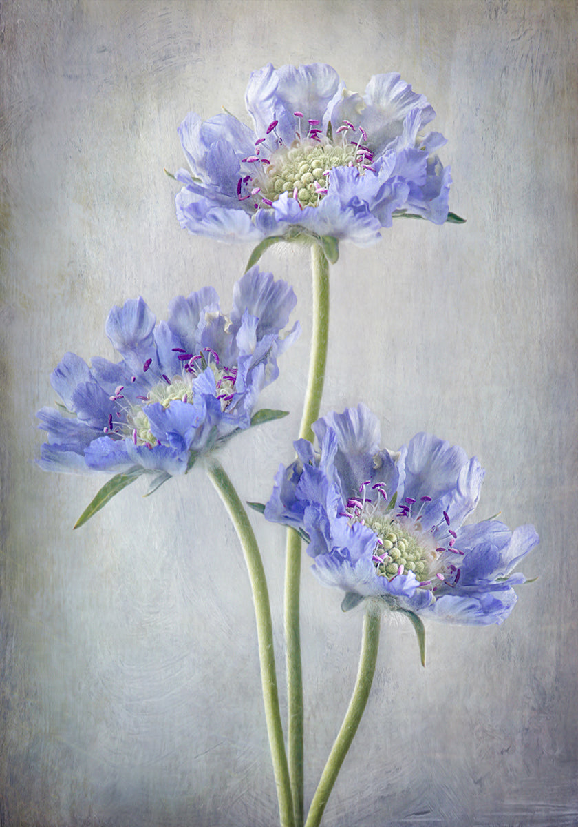 Manifesto della Scabiosa