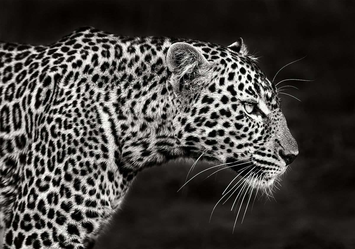 Poster da vicino del leopardo