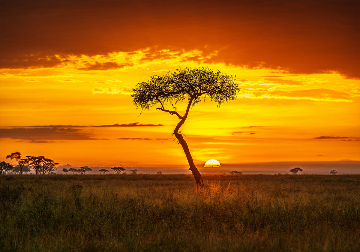 Manifesto dell’Africa primordiale