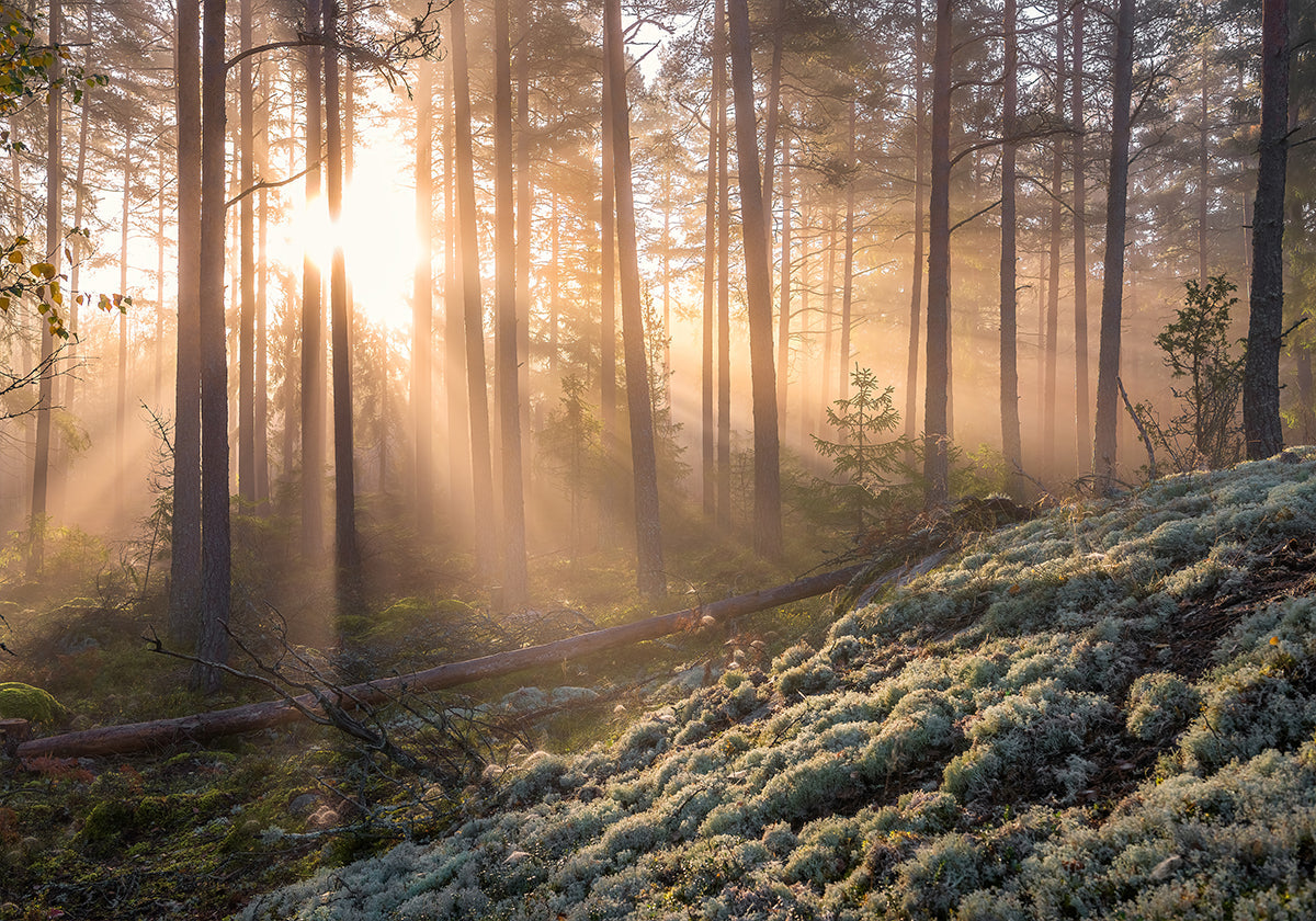 Nebbia nella foresta con muschio bianco in primo piano Poster