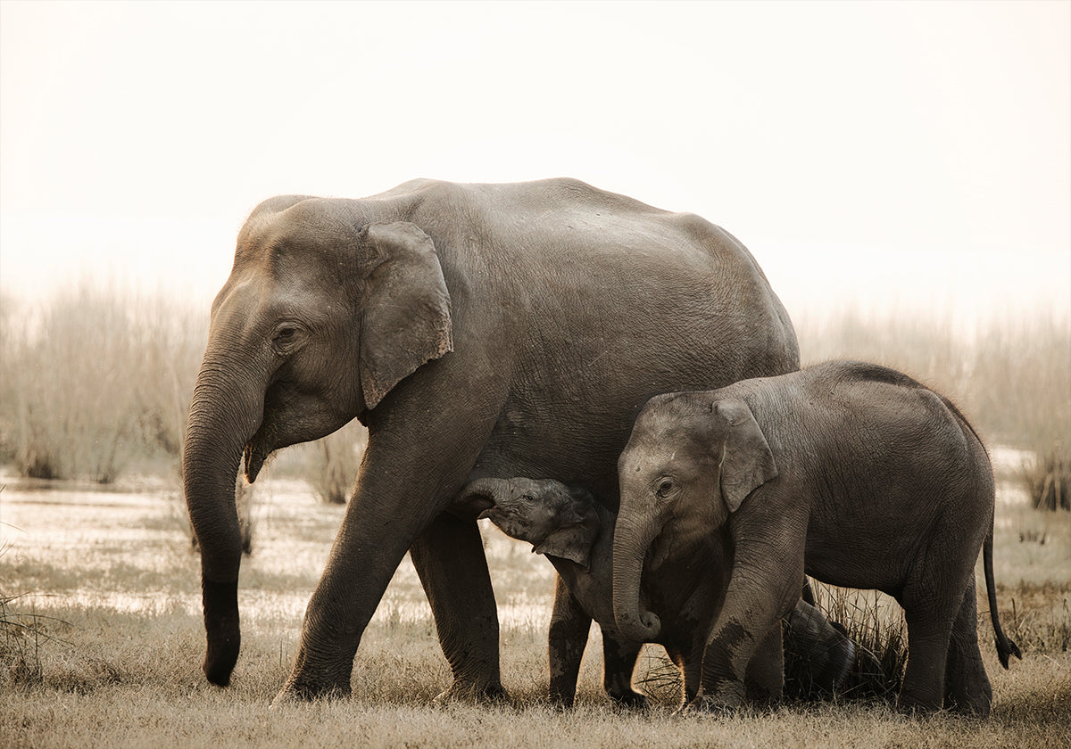 Ritratto di famiglia Poster