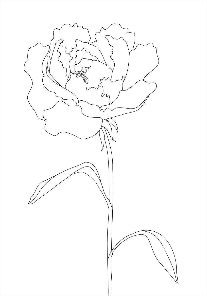 Linee di peonia